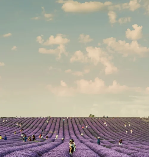 Champ de lavande en été avec de nombreuses personnes dans les rangées, illustrant une inspiration visuelle pour la mode et le branding.